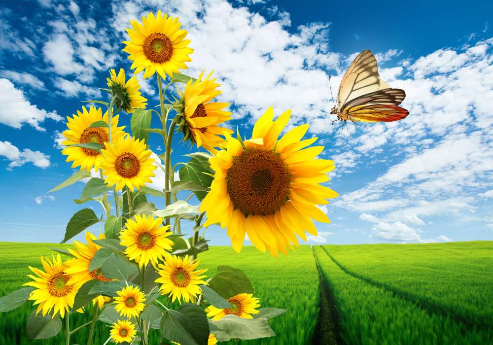 Schöne selbst gesäte Sonnenblumen auf dem Feld Online-Puzzle