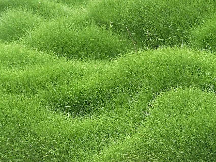 Текстура - трава, як хвилі пазл онлайн