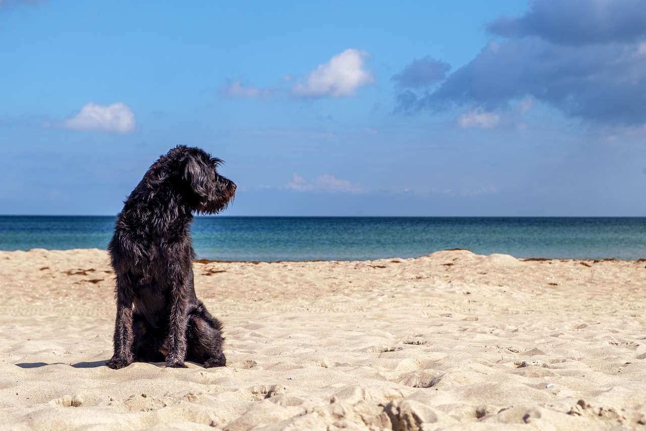 Собачий пляж узбережжя пазл онлайн