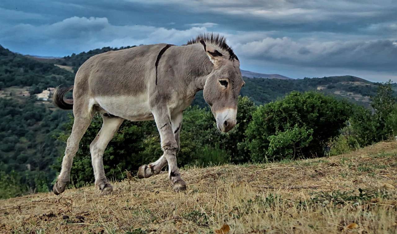 Animals Farm Donkey online puzzle