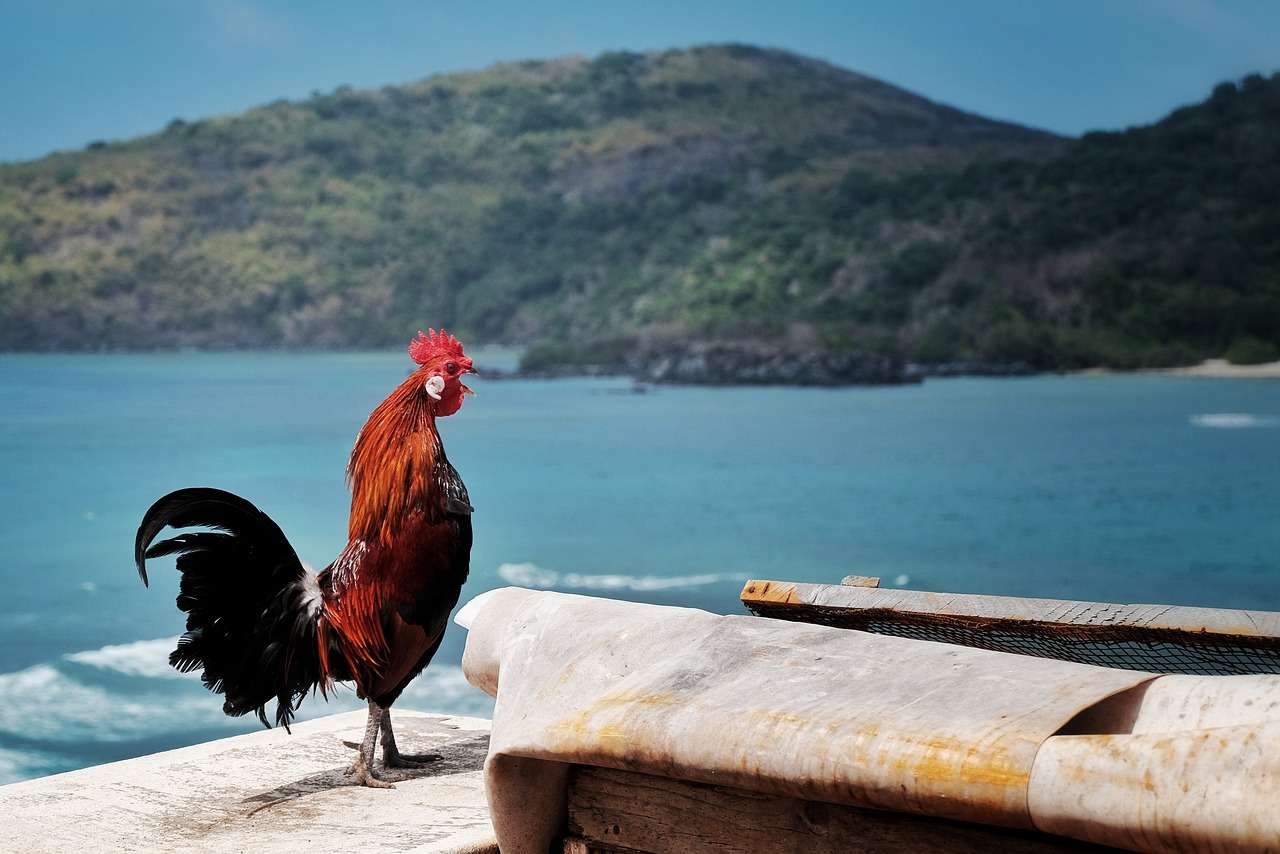 Rooster Berg jigsaw puzzle online