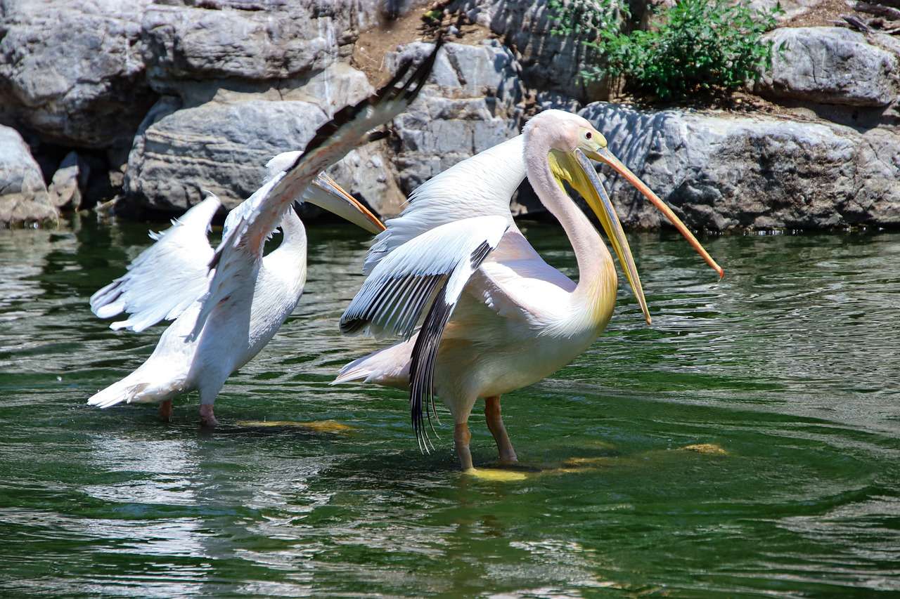 Pelikaner fåglar pussel på nätet