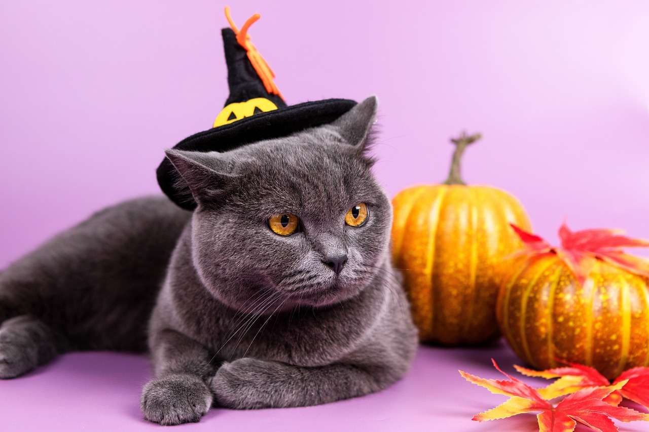 Halloween-schwarze Katze Online-Puzzle