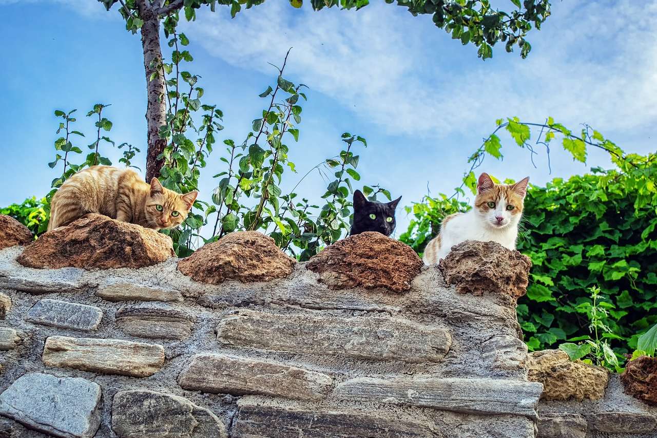 Котки на стената онлайн пъзел