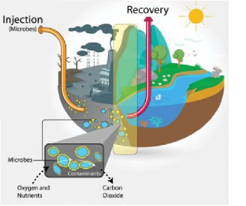 Bioremediation jigsaw puzzle online