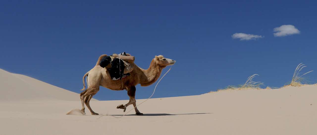 Deserto del cammello Mongolia puzzle online
