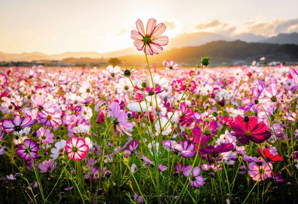Ein Feld mit wunderschönen wilden Blumen, wow Online-Puzzle