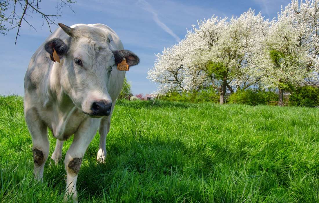 Finalmente primavera - vaca manchada feliz en el prado rompecabezas en línea