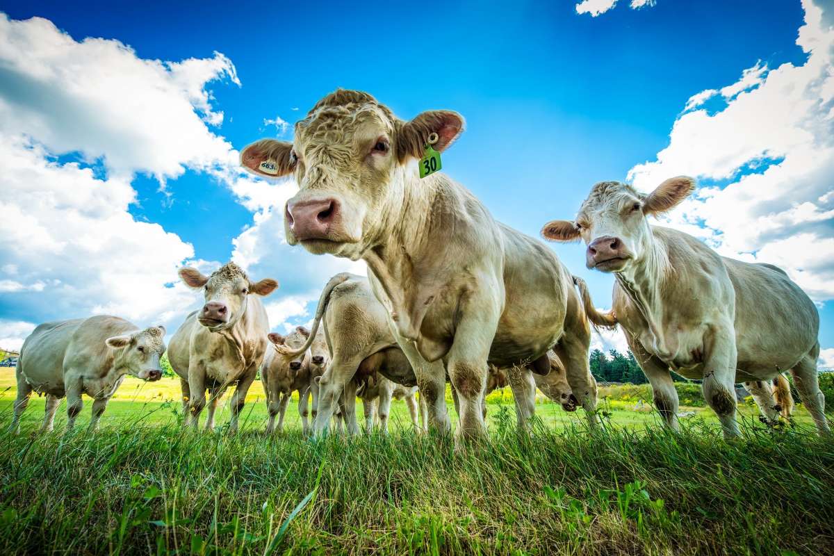 Vacas suizas en un prado verde rompecabezas en línea