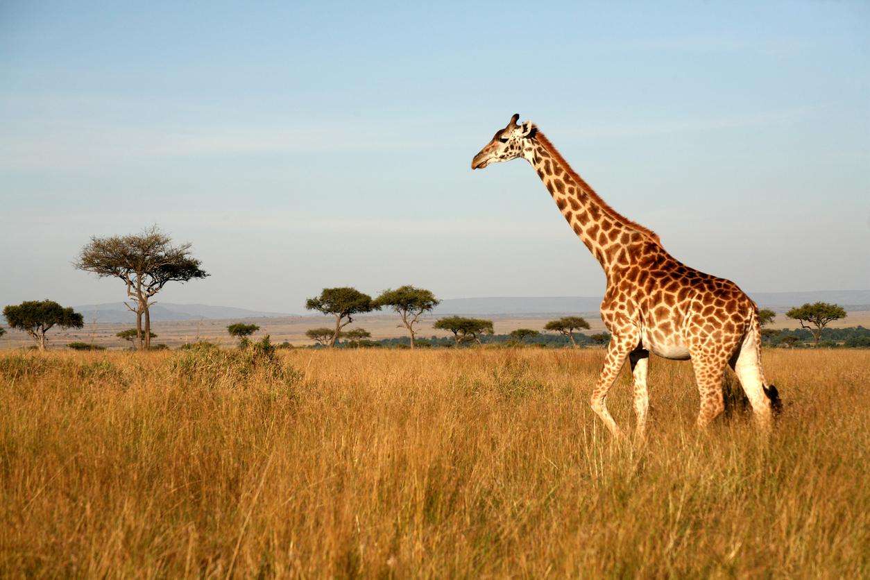 AFRICAAA rompecabezas en línea