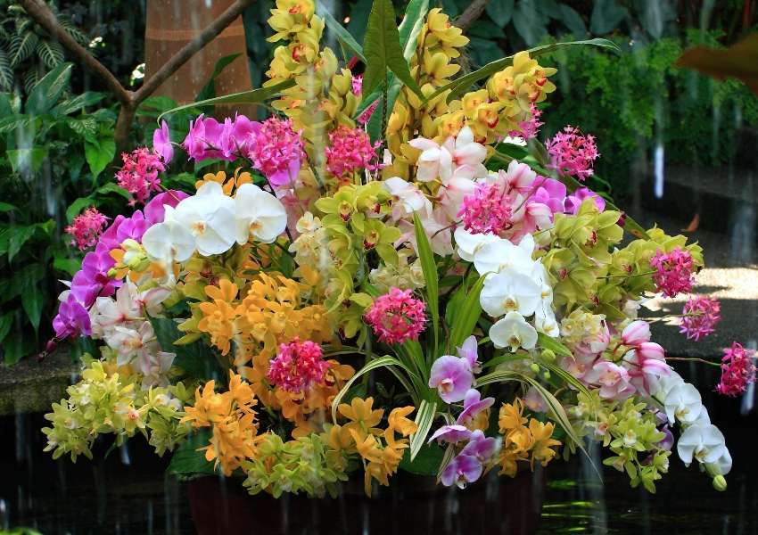 Ein Strauß Schönheit - verschiedene Orchideenarten, ein Wunder Puzzlespiel online