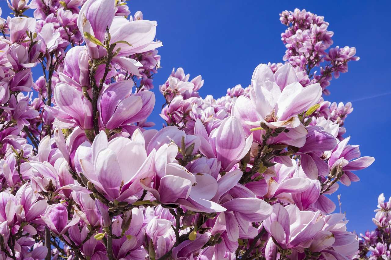 Magnolior som blommar Pussel online
