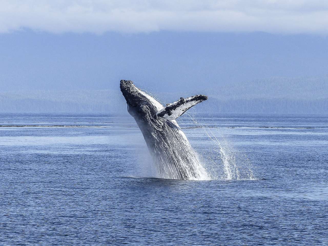 Hosszúszárnyú bálna kirakós online