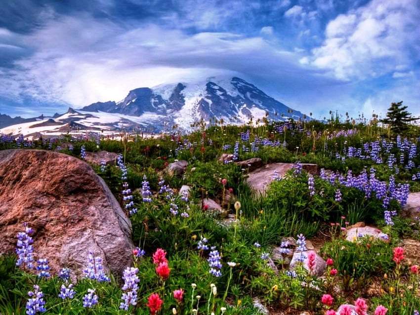 Bergfelsen und Feldfrühlingsblumen Online-Puzzle