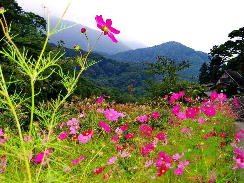 Delicadas flores silvestres crescendo em um prado de montanha puzzle online