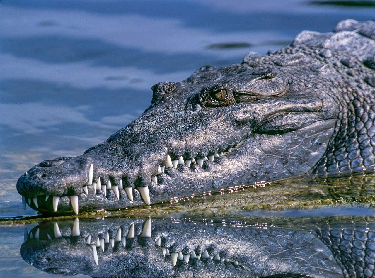 Krokodil Reptil Pussel online