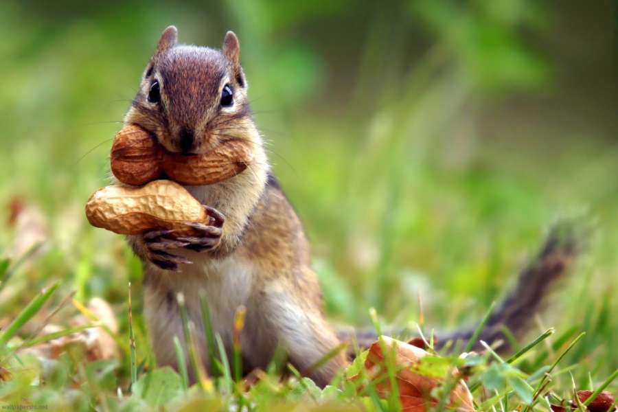 Chipmunks -un piccolo scoiattolo a strisce dall'America puzzle online
