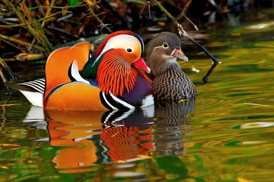 Mandarin Duck - The most beautiful duck in the world jigsaw puzzle online