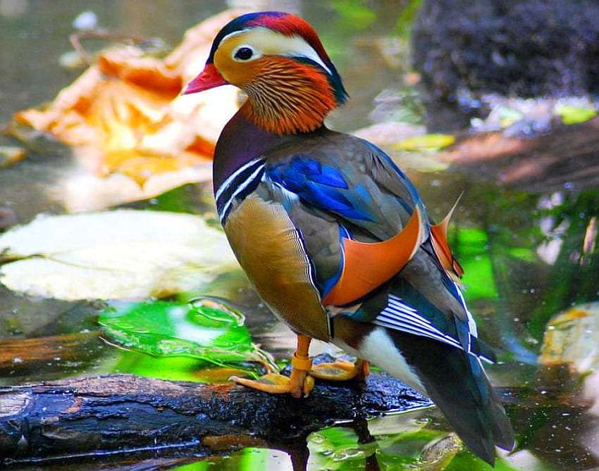 Край реката, близо до храста, има такава красива патица онлайн пъзел