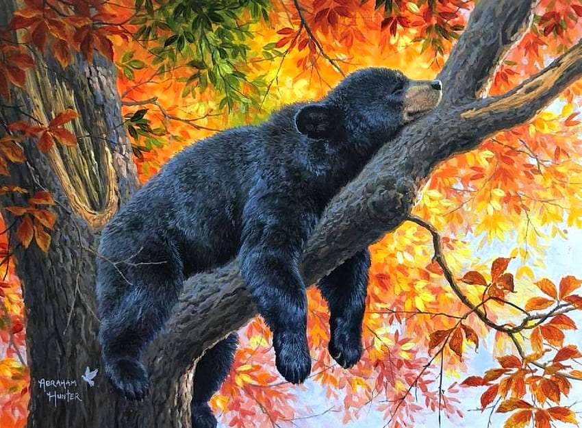 Un cucciolo di orso bruno così assonnato puzzle online