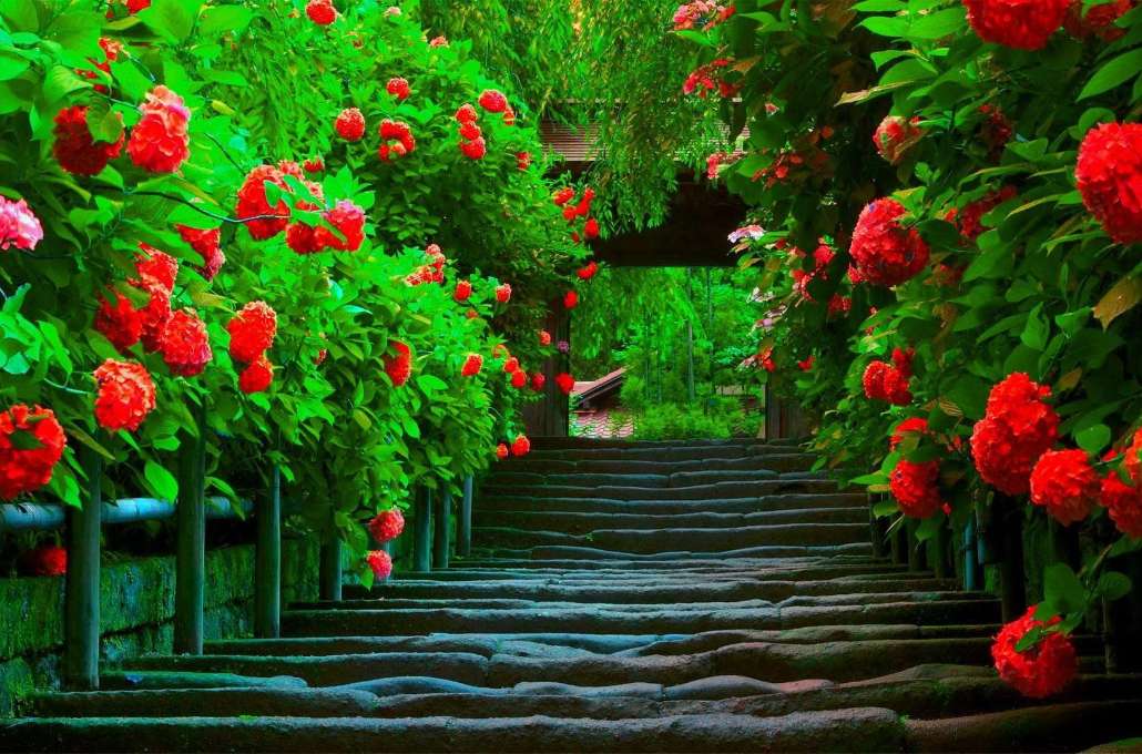 Allée de l'amour, belles fleurs rouges puzzle en ligne
