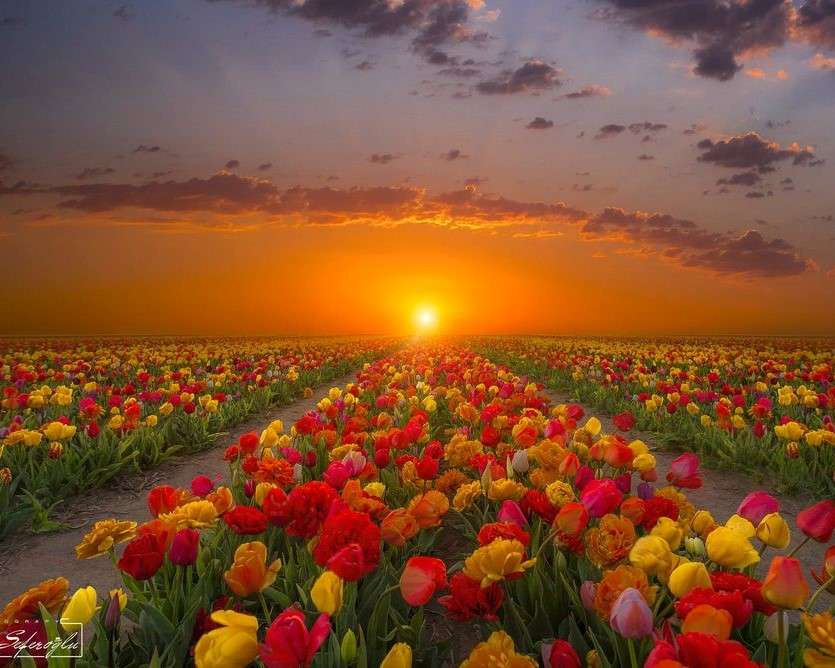 Tulipány na pozadí západu slunce skládačky online