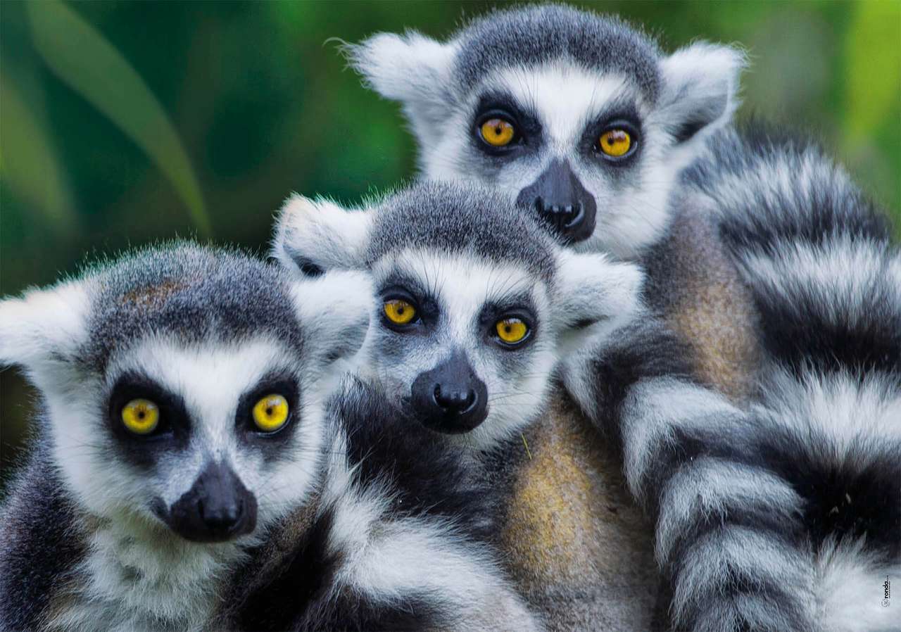 lemurer från Mexiko pussel på nätet