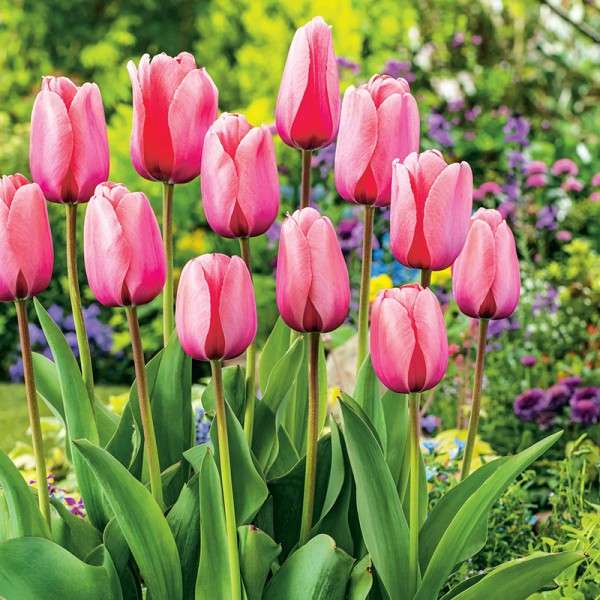 Rózsaszín tulipán kirakós online