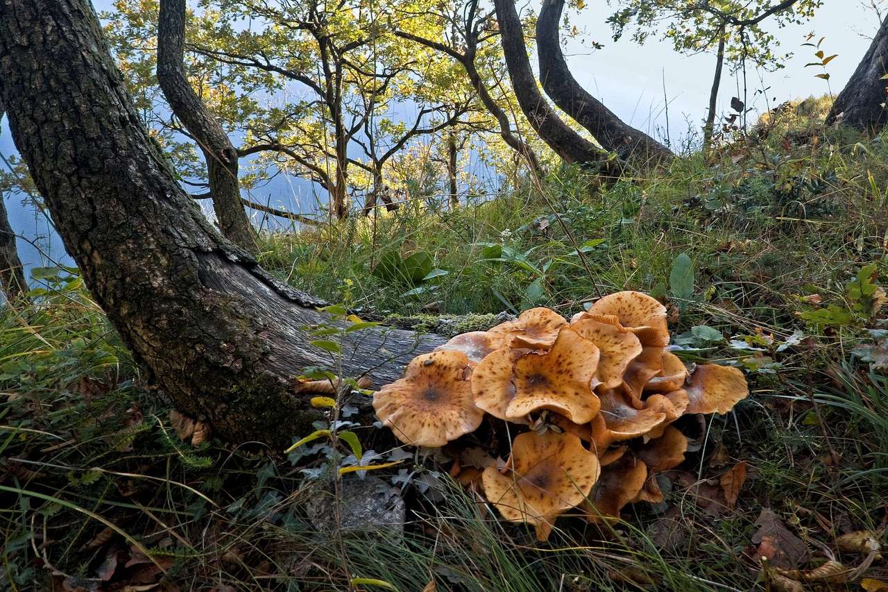 Лес, грибы пазл онлайн