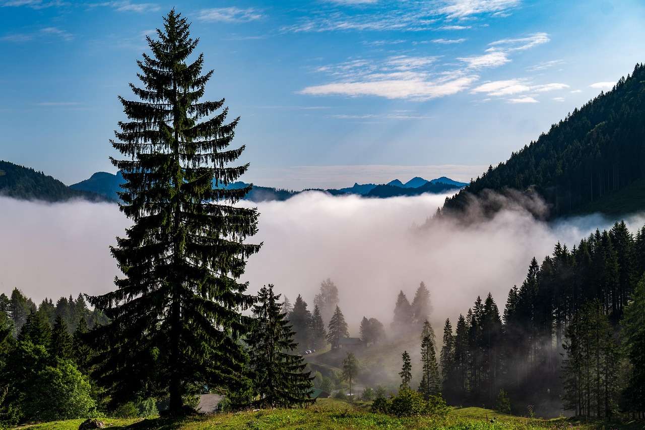 Berge Bäume Nebel Online-Puzzle