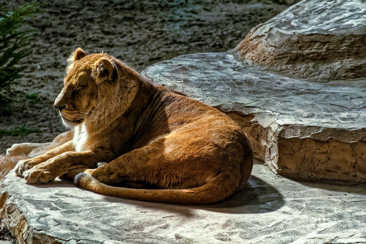 Lion In The Wild jigsaw puzzle online