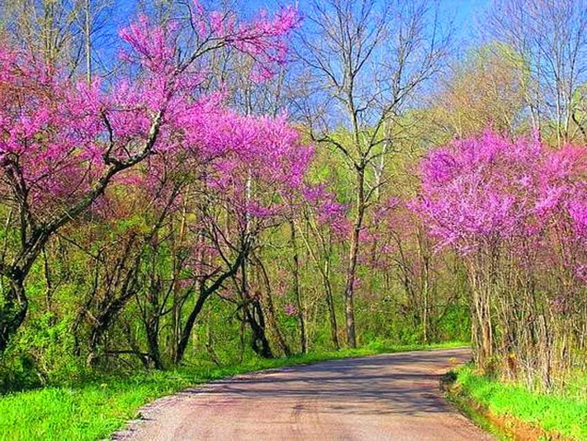 Un camino rural en la cubierta rosa de la primavera. rompecabezas en línea