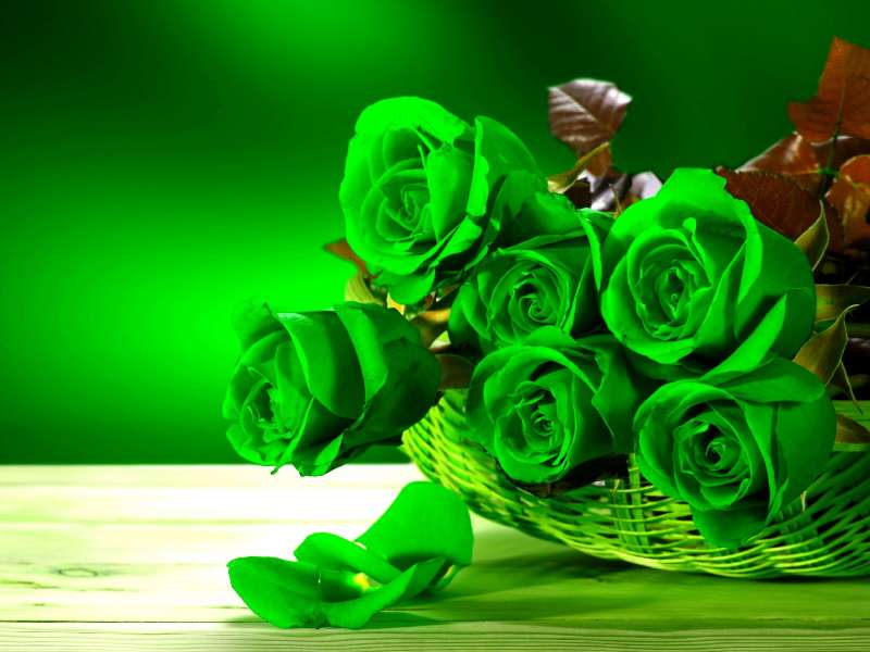 Frumusețea trandafirilor verzi jigsaw puzzle online