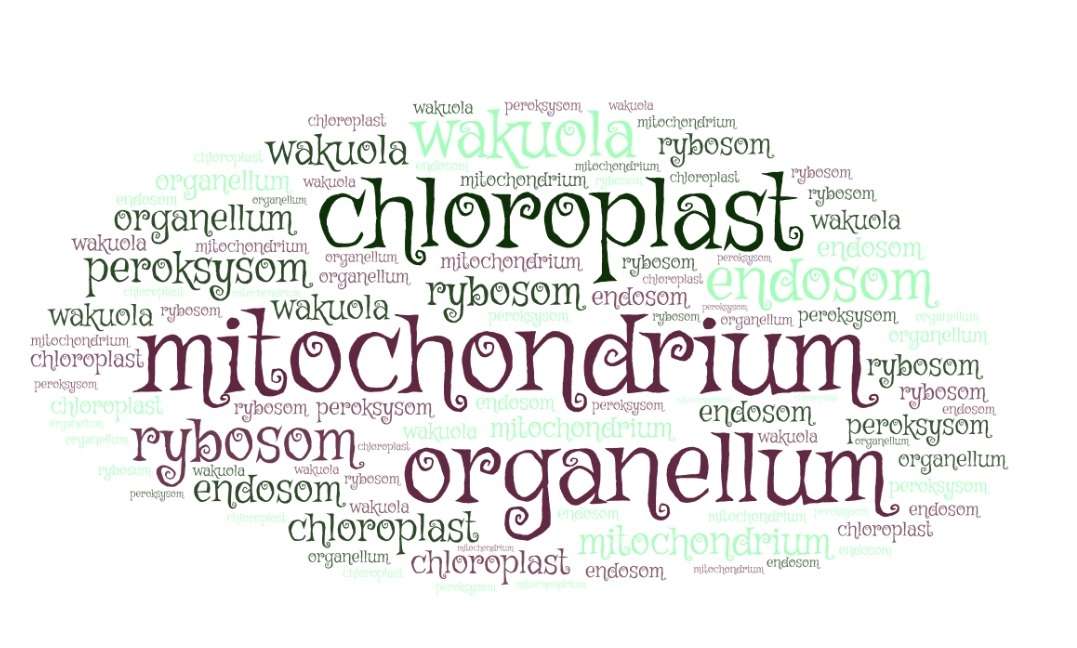 organell Pussel online