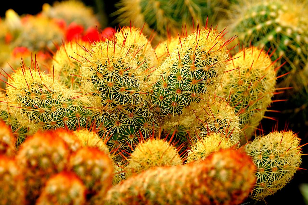 Hermosos cactus rompecabezas en línea