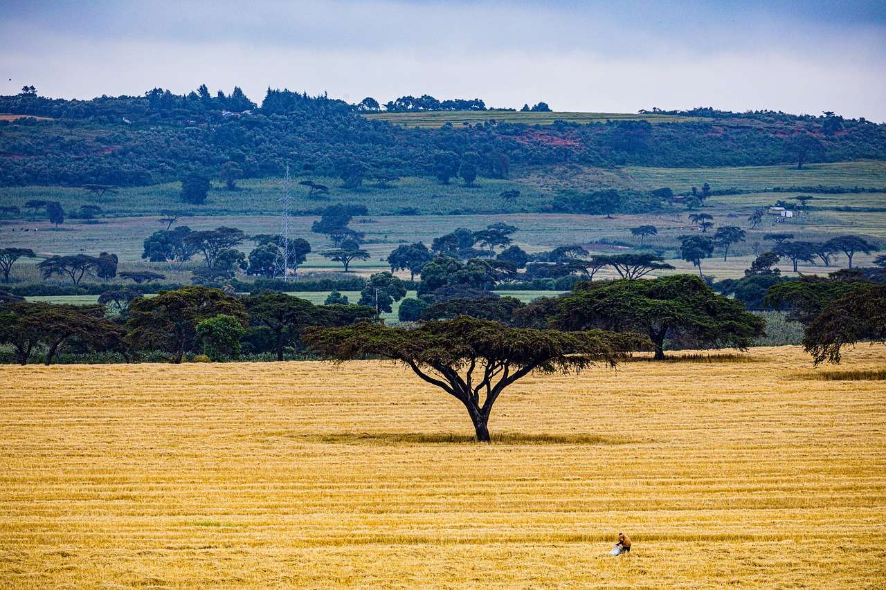 Weizen Great Rift Valley Online-Puzzle