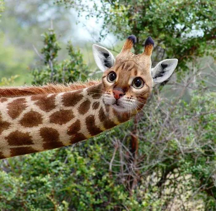 Pisica girafa puzzle online