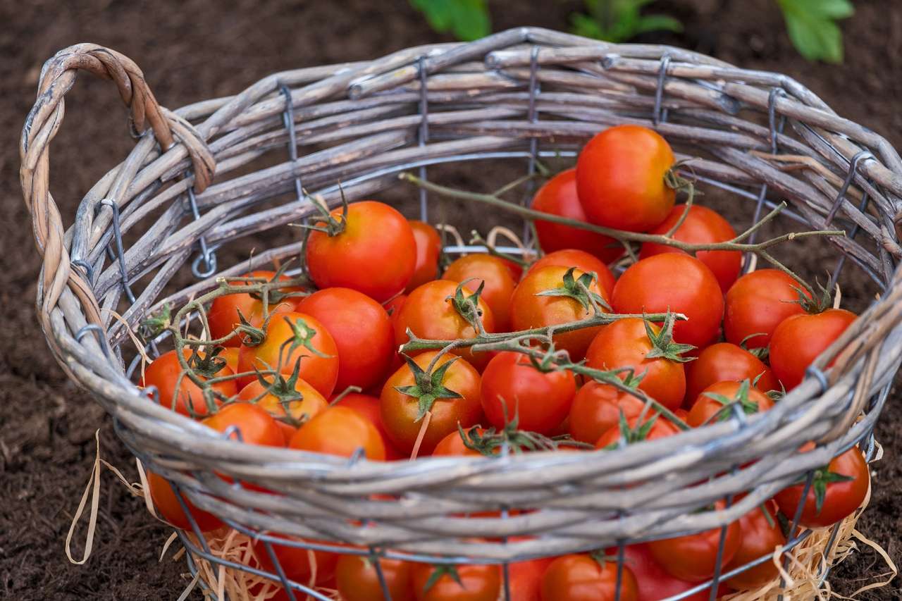 Ein Korb voller Tomaten Puzzlespiel online