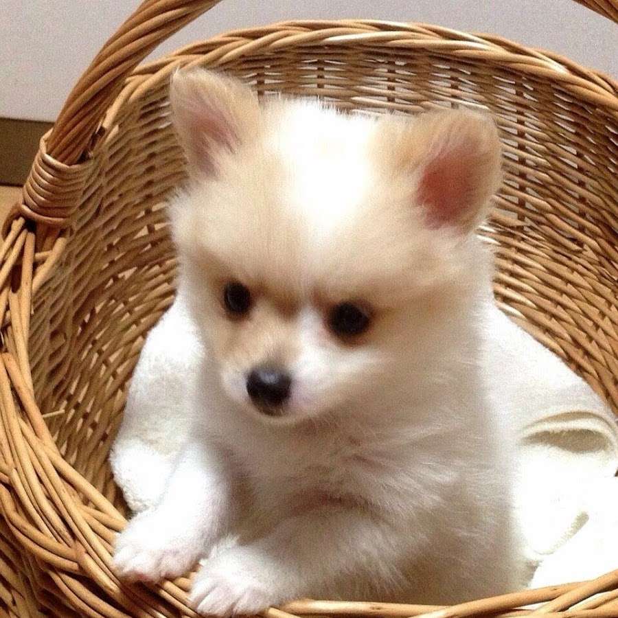Малко куче в кошницата онлайн пъзел