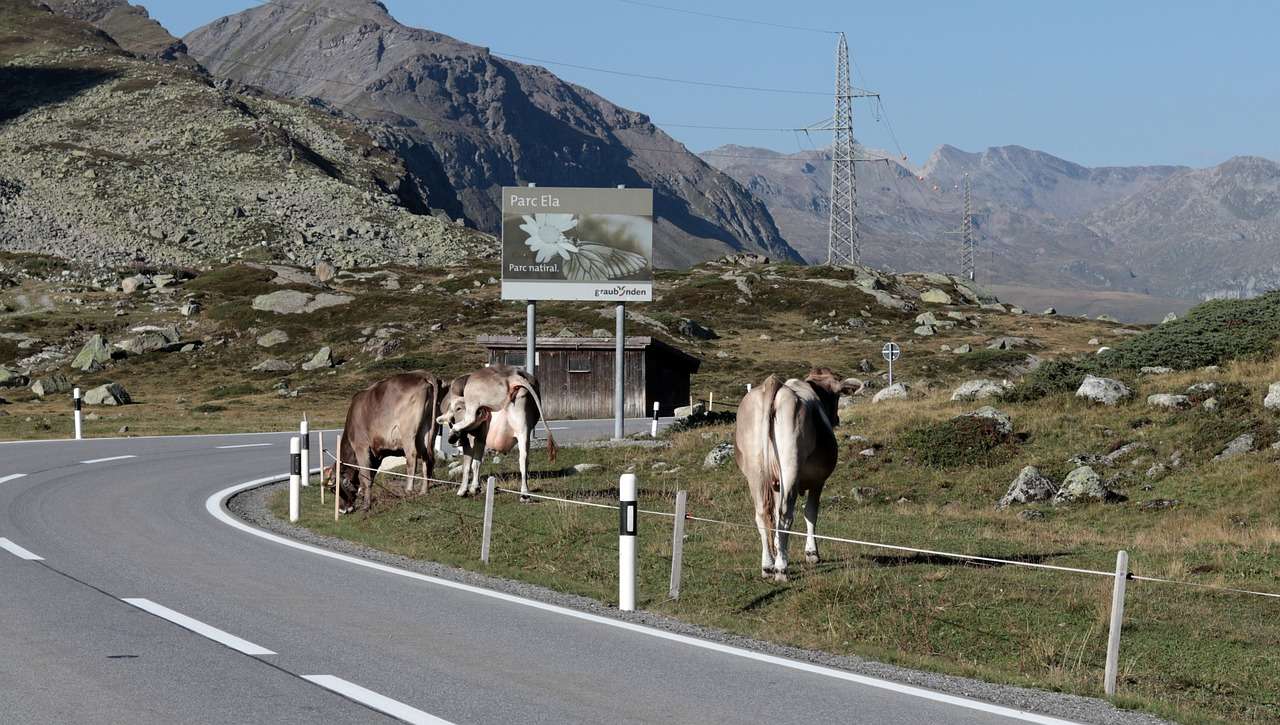 Mountain Cows Άλπεις online παζλ