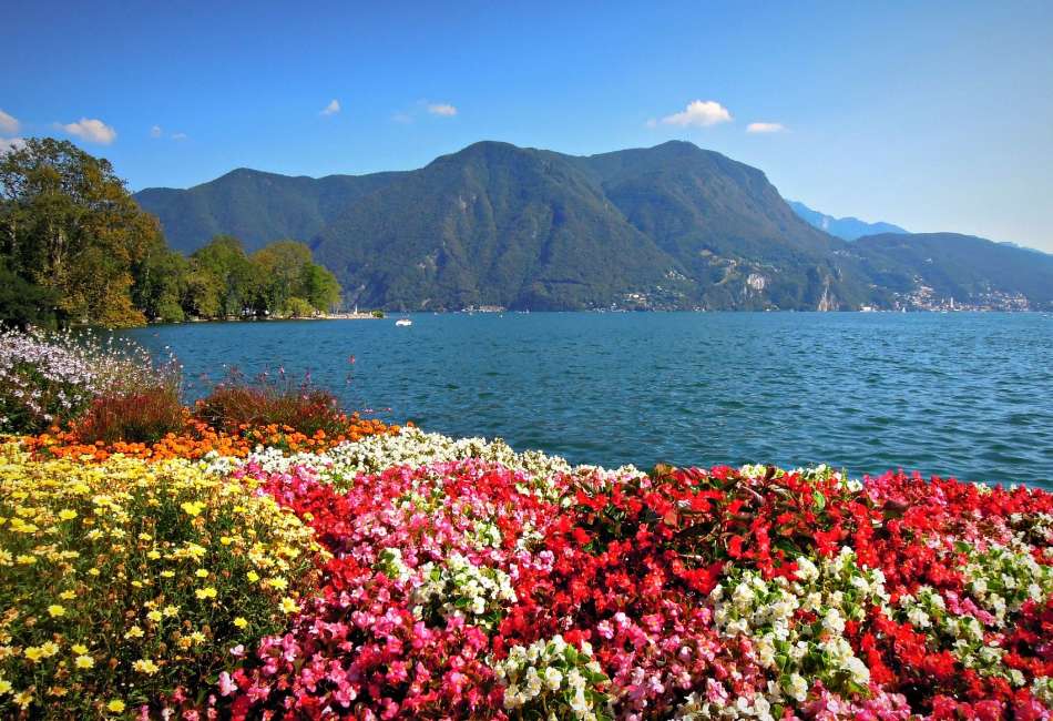 Schweiz-Skönhet av blommor vid sjön i Alperna Pussel online