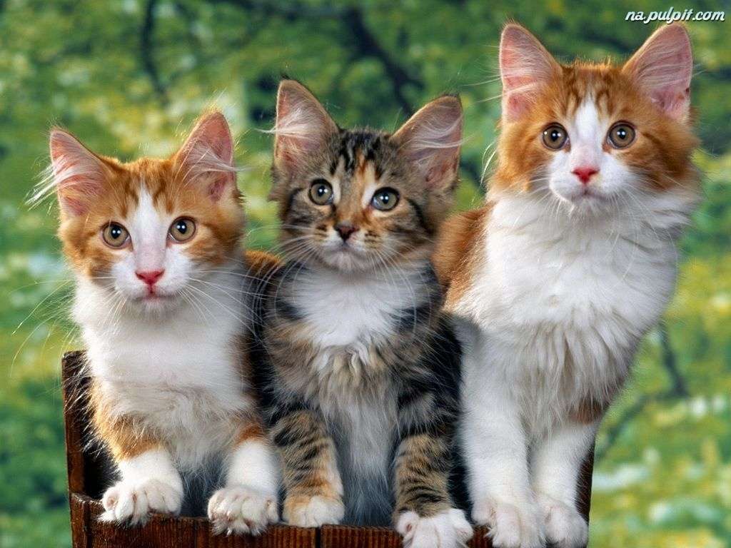 lindos gatitos rompecabezas en línea