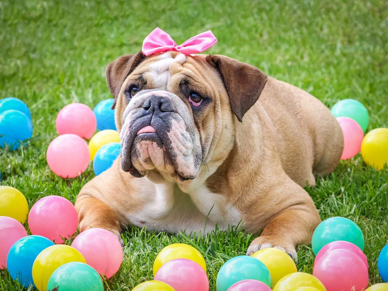 Bulldog and Easter eggs jigsaw puzzle online
