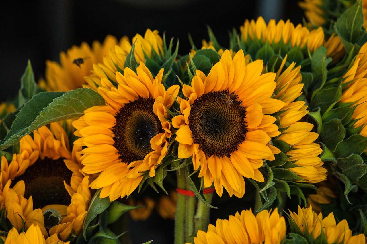 Соняшники, квіти онлайн пазл