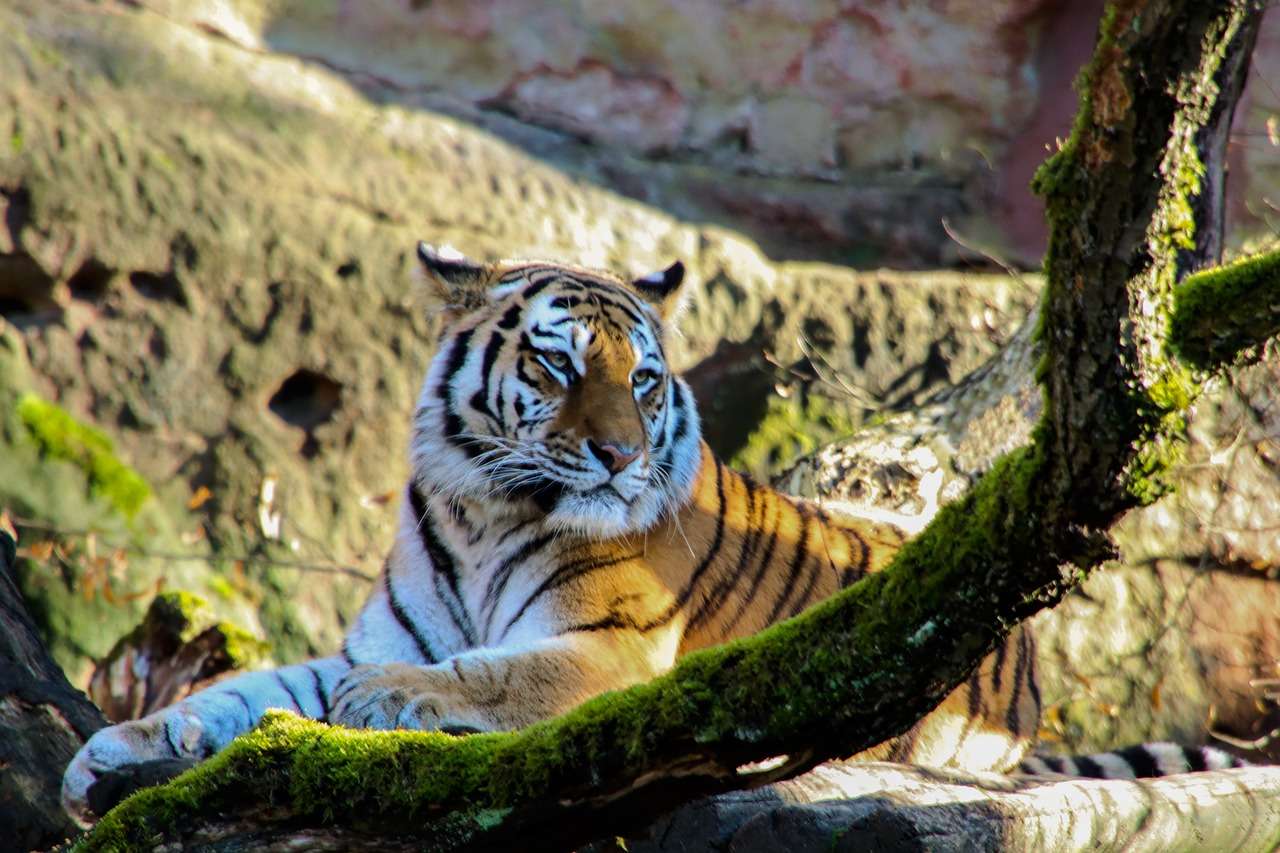 Tigre na Natureza puzzle online