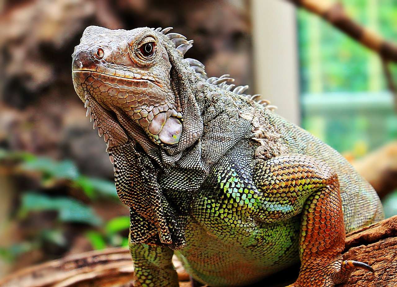 Iguana reptil Pussel online