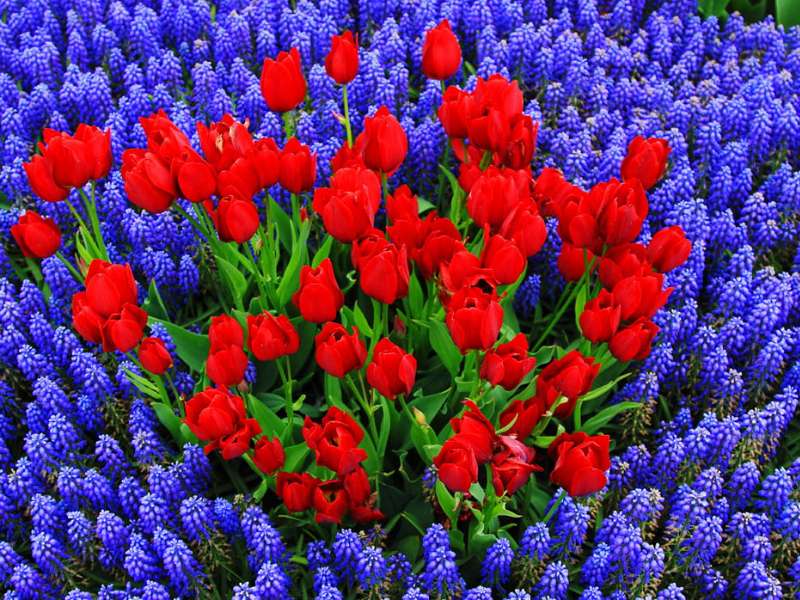 Tulipány a muscari - krásná pravda :) skládačky online