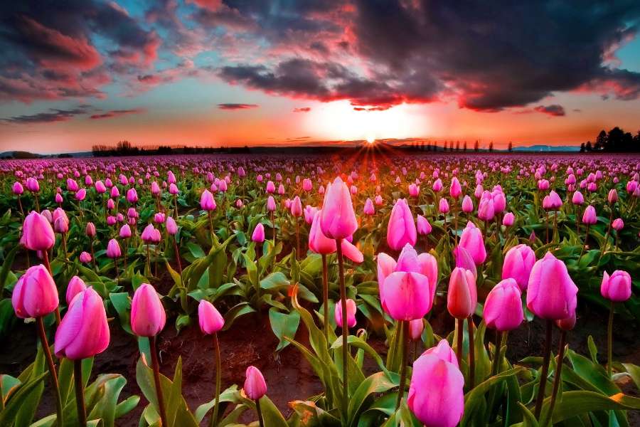 Tulipas cor de rosa ao pôr do sol, uma bela vista puzzle online