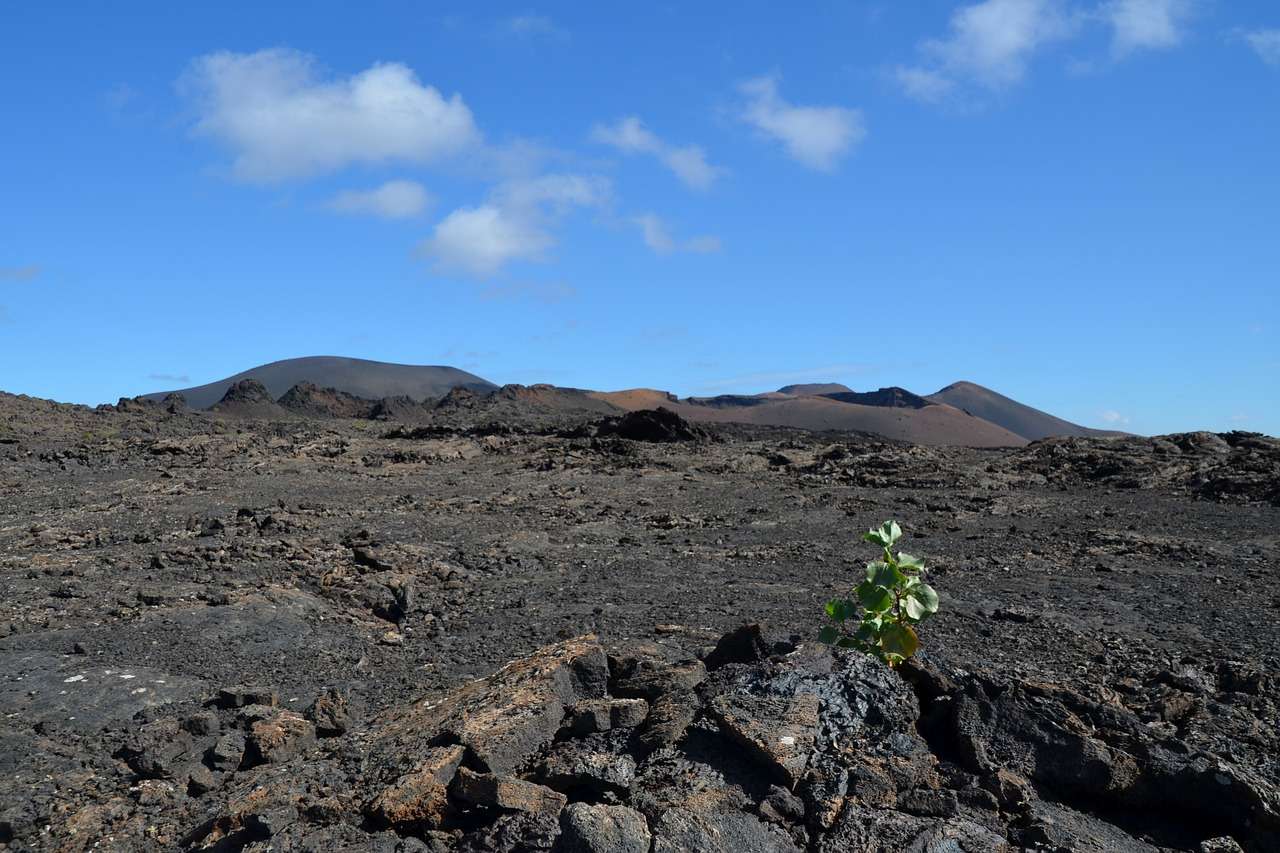 Planta Volcán rompecabezas en línea