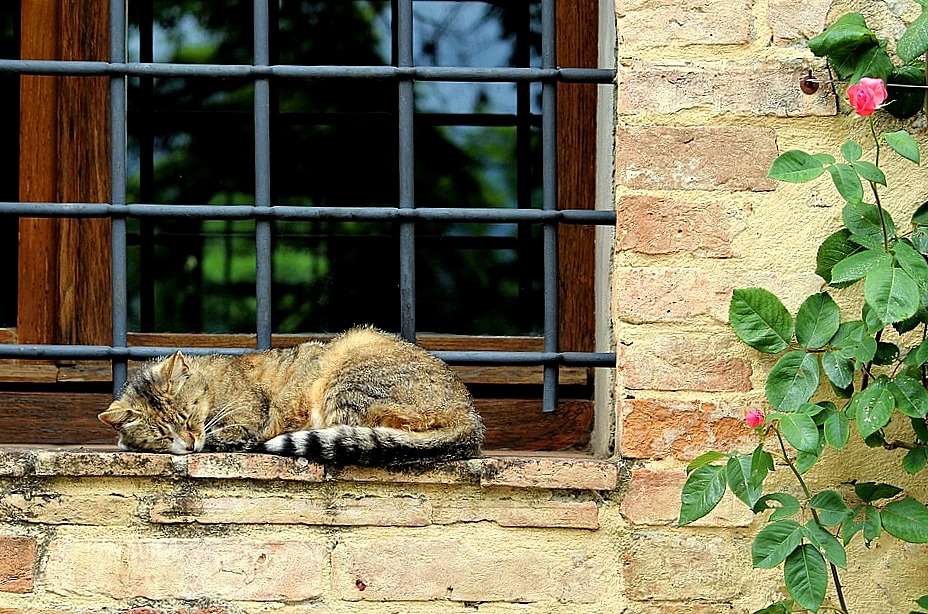 Chat dormant sur le rebord de la fenêtre (Florence, Italie) puzzle en ligne